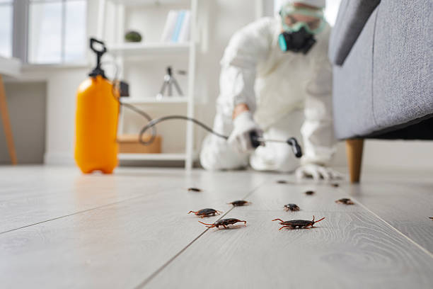 Post-Treatment Bed Bug Interceptor Monitoring in Falconer